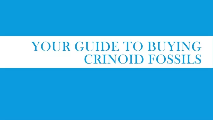 your guide to buying crinoid fossils