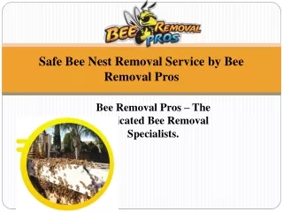 Safe Bee Nest Removal Service by Bee Removal Pros