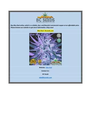 buy blue bud online which is a reliable fast
