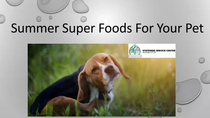 summer super foods for your pet