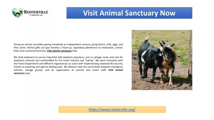 visit animal sanctuary now