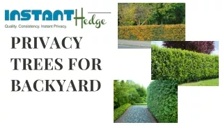 privacy trees for backyard