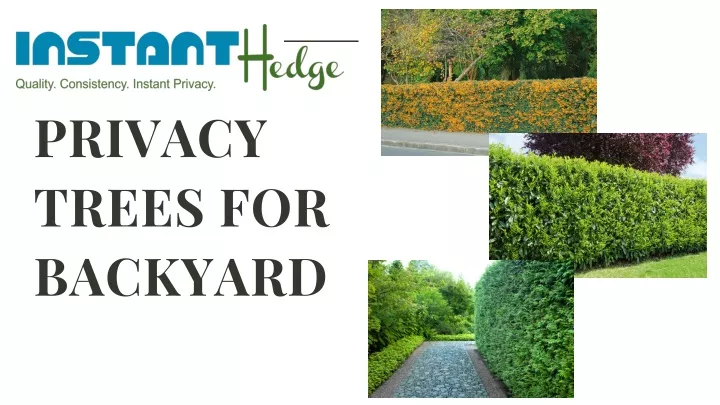 privacy trees for backyard