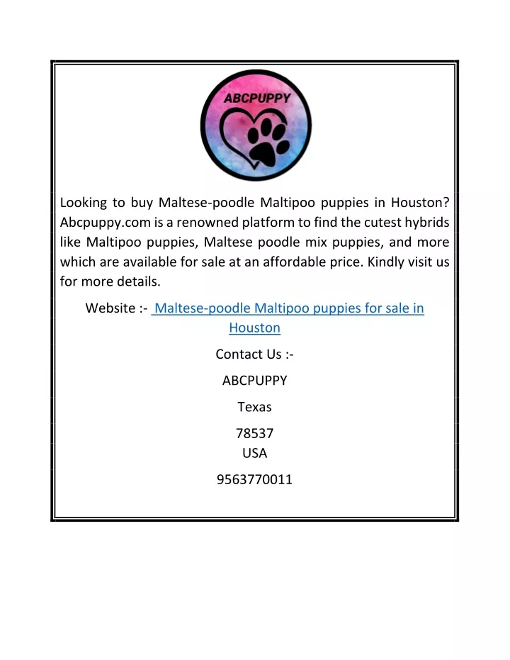 looking to buy maltese poodle maltipoo puppies