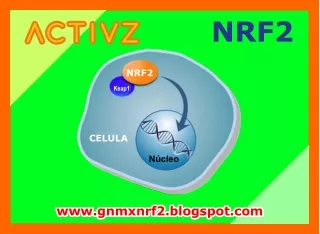 LA NRF2