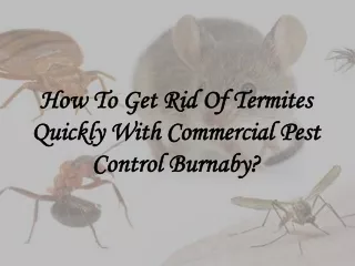 How To Get Rid Of Termites Quickly With Commercial Pest Control Burnaby