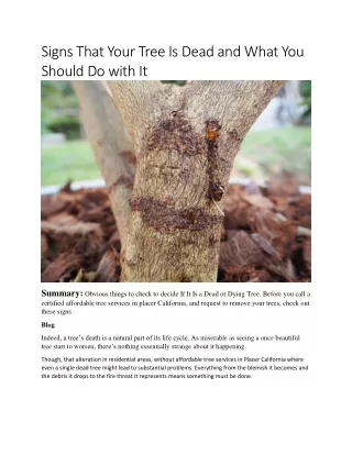 Signs That Your Tree Is Dead and What You Should Do with It