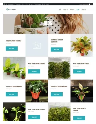 Best Tissue Culture Plants vendor in USA
