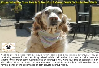 Know Whether Your Dog Is Suited For A Group Walk Or Individual Walk
