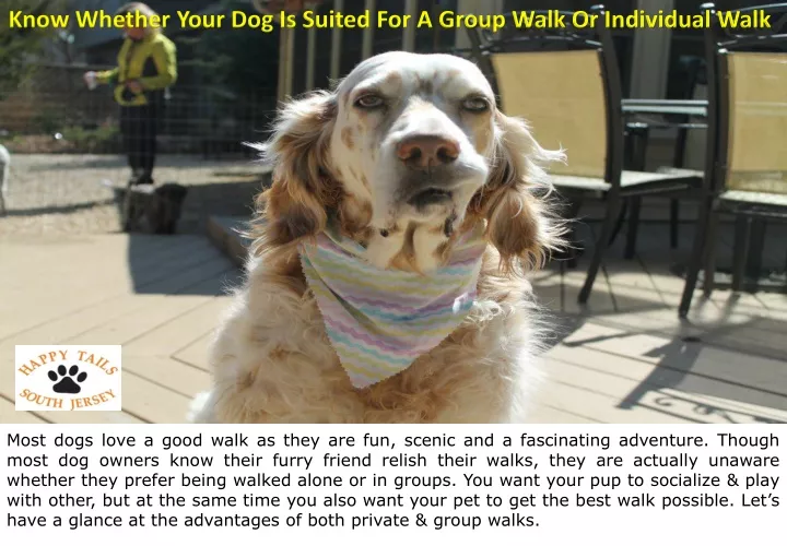 know whether your dog is suited for a group walk