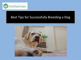Best Tips for Successfully Breeding a Dog