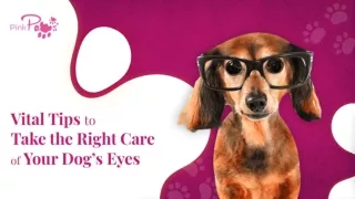 Vital Tips to Take the Right Care of Your Dog’s Eyes