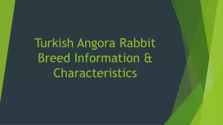 Turkish Angora Rabbit Breed Information & Characteristics
