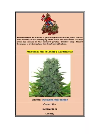 Marijuana Seeds in Canada  Weedseeds.ca