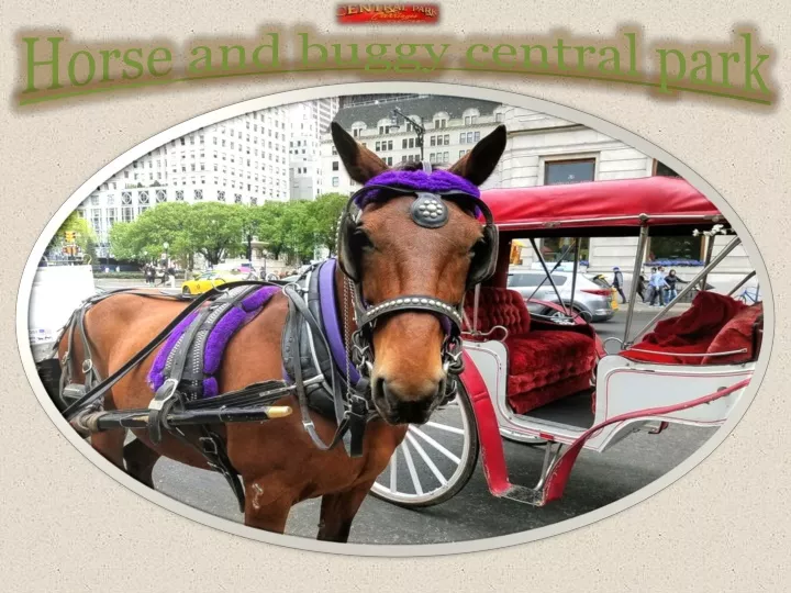 horse and buggy central park