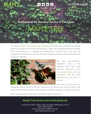 Professional Ivy Removal Service In Your Area