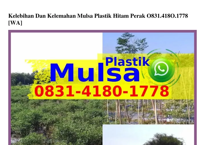 kelebihan dan kelemahan mulsa plastik hitam perak