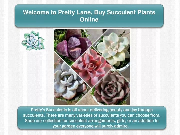 welcome to pretty lane buy succulent plants online