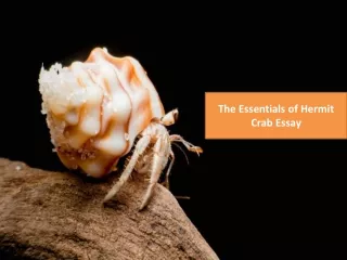 The Essentials of Hermit Crab Essay