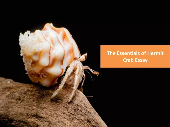 the essentials of hermit crab essay