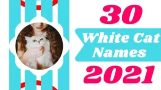 Best White Cat Names and their Meanings 2021 ! Best Pet Names ! Pet Care