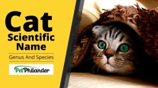 Discover Cat Scientific Name Genus and Species ! Unique Pet Names