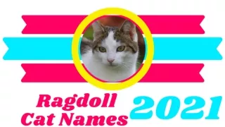 30 Best Ragdoll Cat Names Ideas With Meaning 2021 ! Unique Cat Names ! Pet Lover