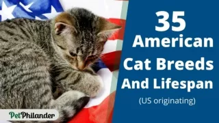 35 American cat breeds and Lifespan (US originating) ! Cat Heath Tips ! Pet Love