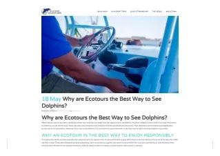 Why are Ecotours the Best Way to See Dolphins?