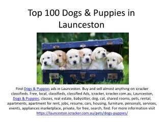 Top 100 Dogs & Puppies in Launceston
