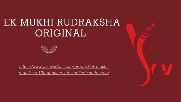 ek mukhi rudraksha original