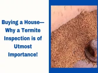 Buying a House—Why a Termite Inspection is of Utmost Importance!