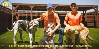 Qualities to Look for in a Good Dog Boarding Kennel