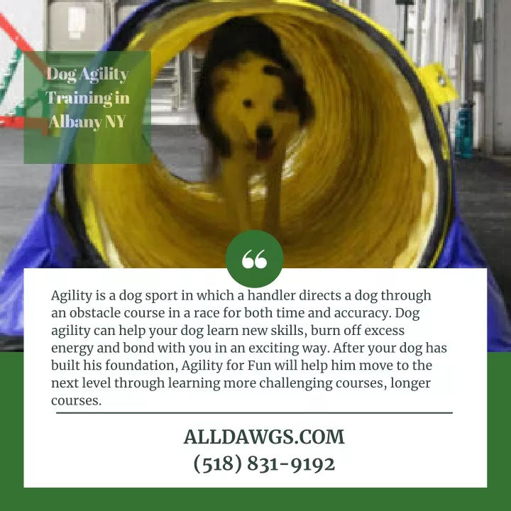 dog agility training in albany ny