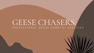 Professional Wild Geese Removal and Management Services NJ - Geese Chasers