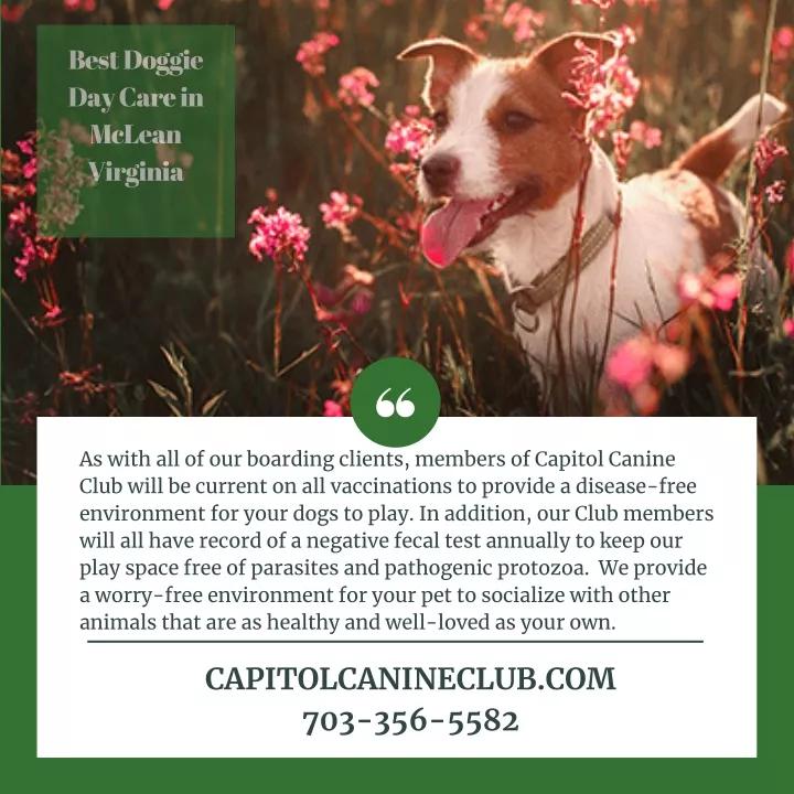 best doggie day care in mclean virginia