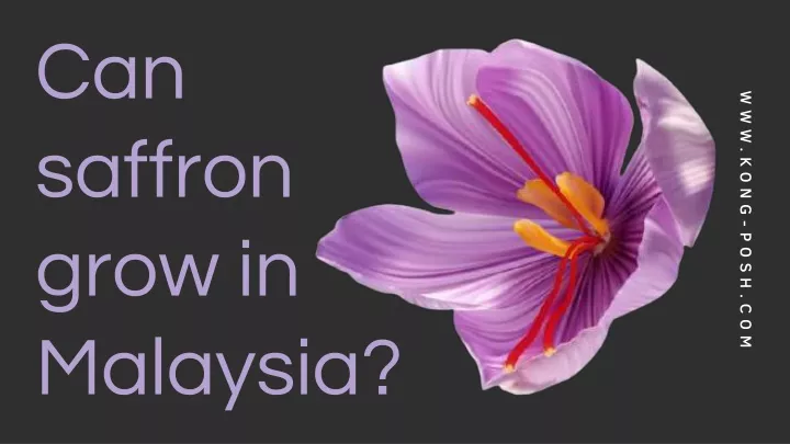 can saffron grow in malaysia