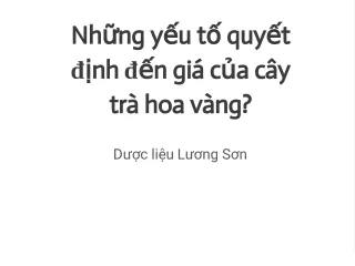 Trà hoa vàng tam đảo