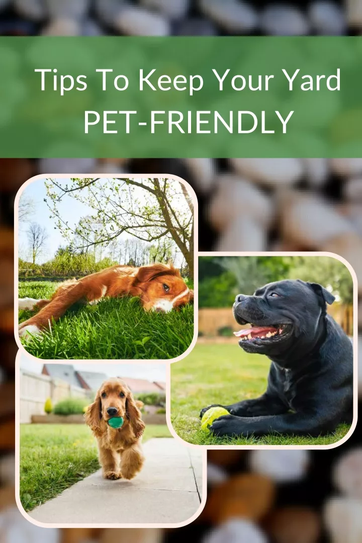 tips to keep your yard pet friendly