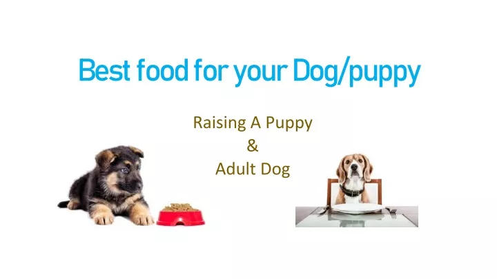 best food for your dog puppy