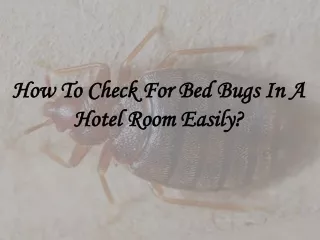How To Check For Bed Bugs In A Hotel Room Easily