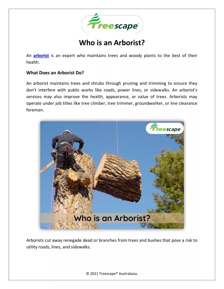 who is an arborist