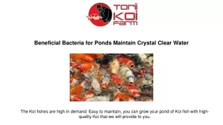 How Beneficial Bacteria for Ponds Maintain Crystal Clear Water