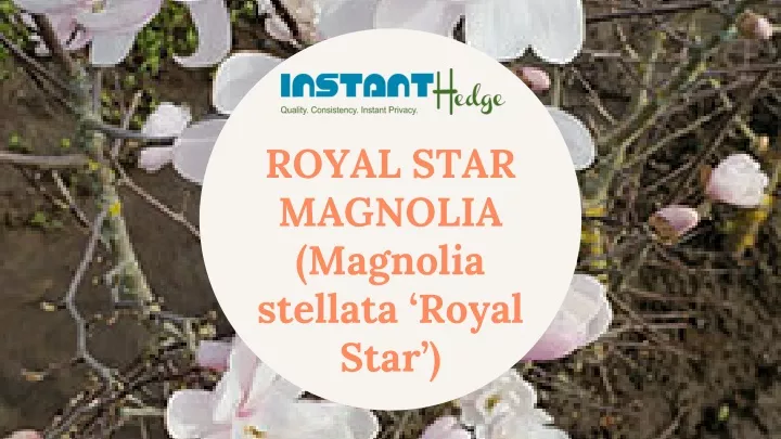 royal star magnolia magnolia stellata royal star
