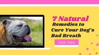Bad Dog Breath  7 Natural Remedies to Cure Your Dog