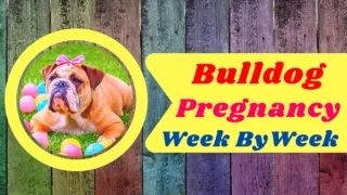 Bulldog Pregnancy  How Long is an English Bulldog Pregnant For 2021 ! Dog Health Tips