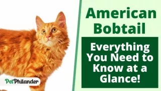 American Bobtail  Everything You Need to Know at a Glance ! Pet Lovers