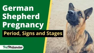 German  Shepherd  Pregnancy Period, Signs and Stages (1)
