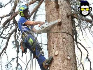 tree removal South Jordan ut