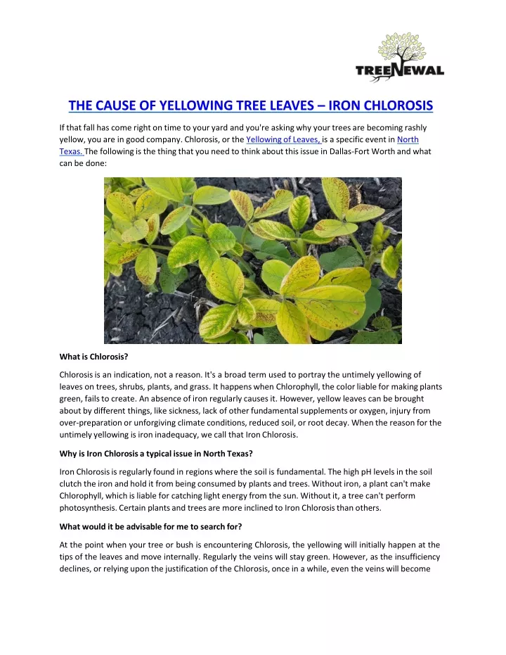 the cause of yellowing tree leaves iron chlorosis